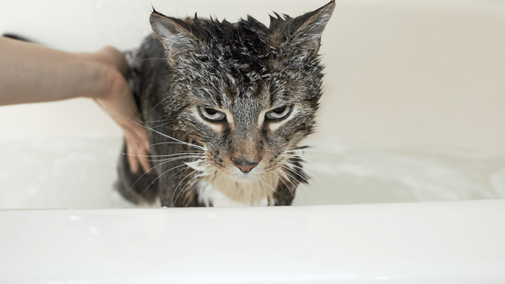 Nicht alle Katzen liebe es gebadet zu werden - good4pets.de