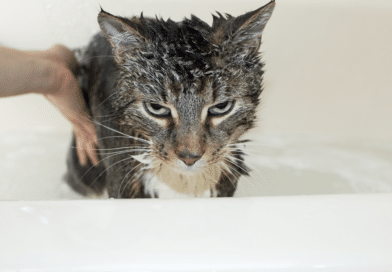 Nicht alle Katzen liebe es gebadet zu werden - good4pets.de