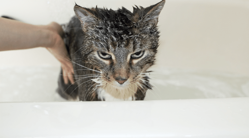 Nicht alle Katzen liebe es gebadet zu werden - good4pets.de