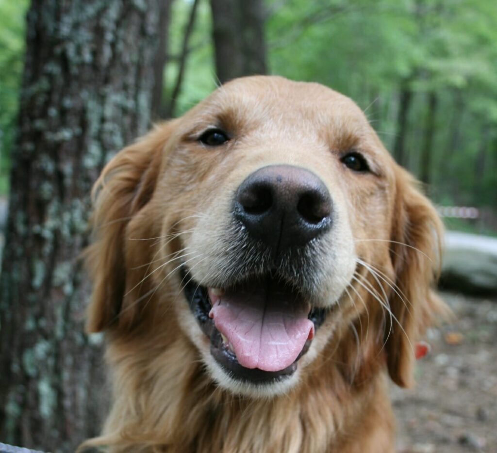 Golden Retriever sind bekannt für ihren will to please