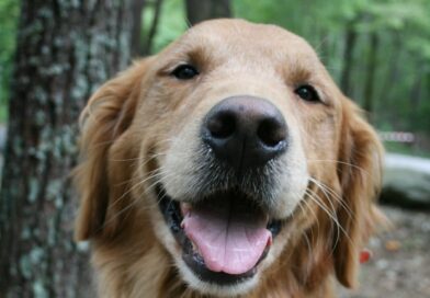 Golden Retriever sind bekannt für ihren will to please