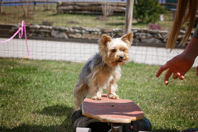 Die 7 größten Erziehungsfehler bei Hunden