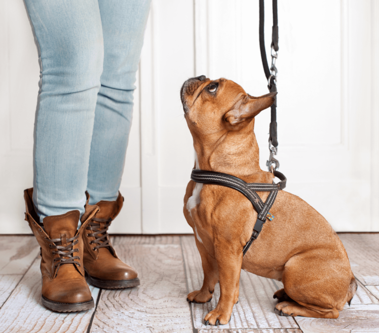 So geht dein Hund gut an der Leine