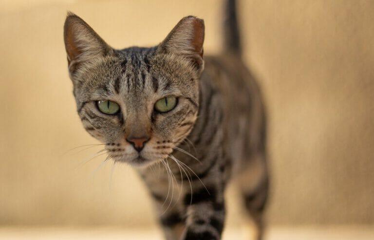 Ist deine Katze ein Psychopath?