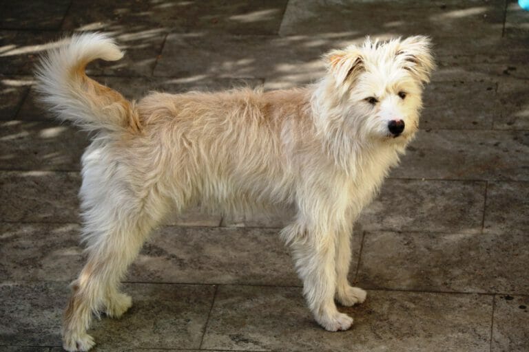 So ist der Hollandse Smoushond