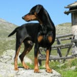 So ist der Pinscher