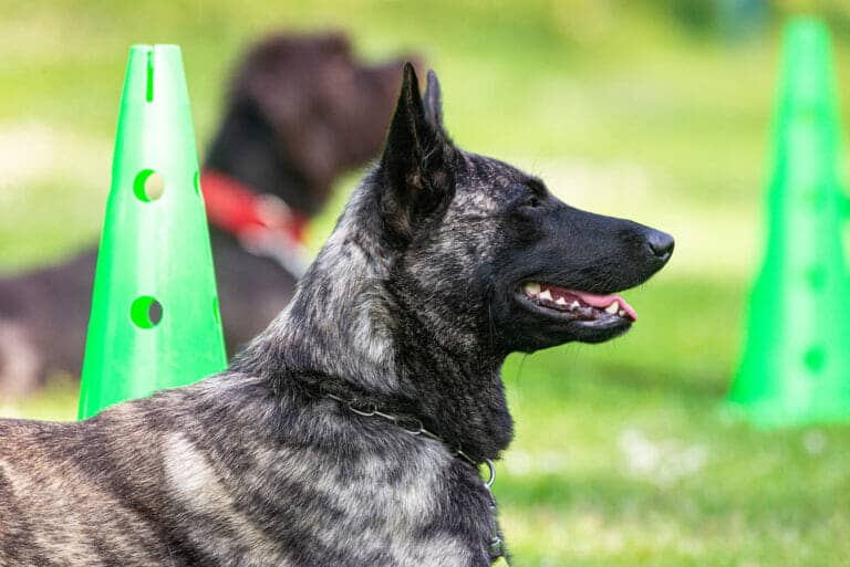 So ignoriert er andere Hunde