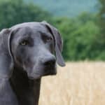 So ist der Weimaraner