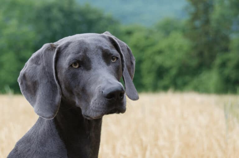 So ist der Weimaraner