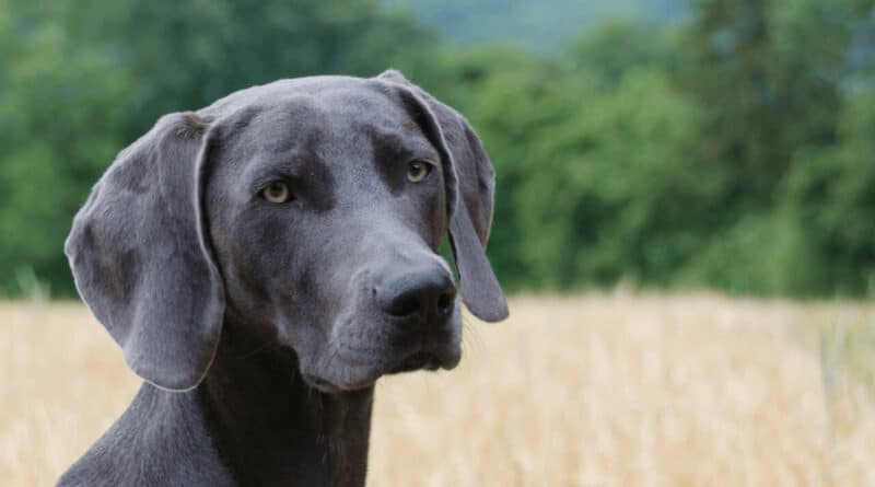 So ist der Weimaraner