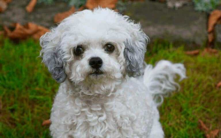 So ist der Bolonka Zwetna