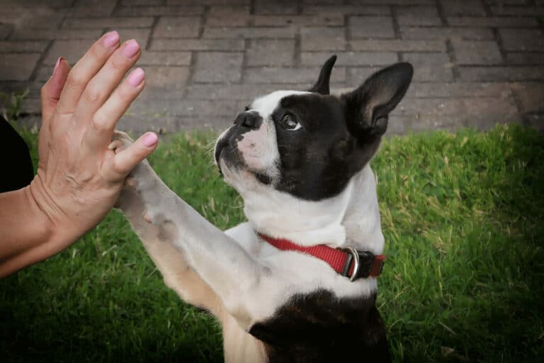 So ist der Boston Terrier