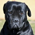 So ist der Cane Corso