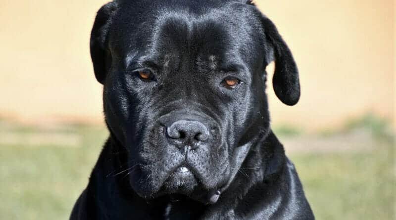 So ist der Cane Corso