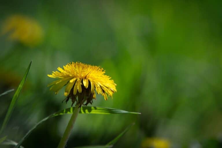 Wundermittel: Löwenzahn