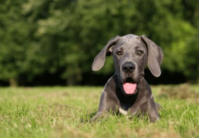 So ist die Deutsche Dogge