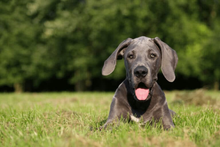 So ist die Deutsche Dogge