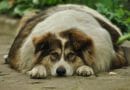 Die 5 größten „Fallen“ bei der Diät für Hunde