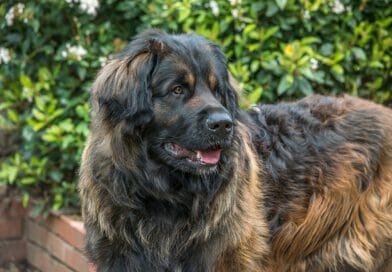 So ist der Leonberger