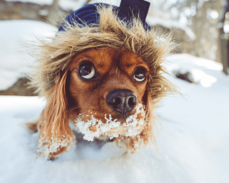 Fellpflege im Winter? Und ob!