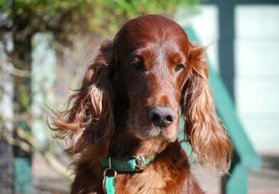 So ist der Irish Setter