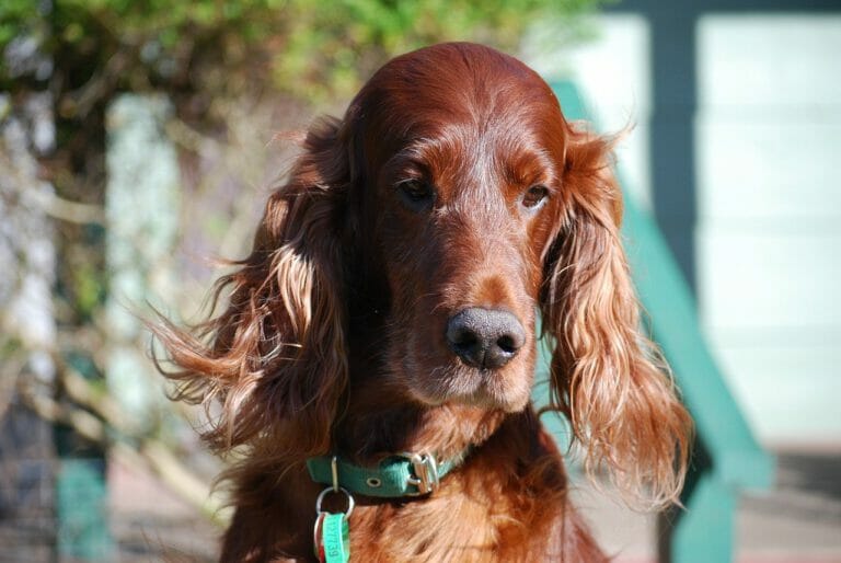 So ist der Irish Setter