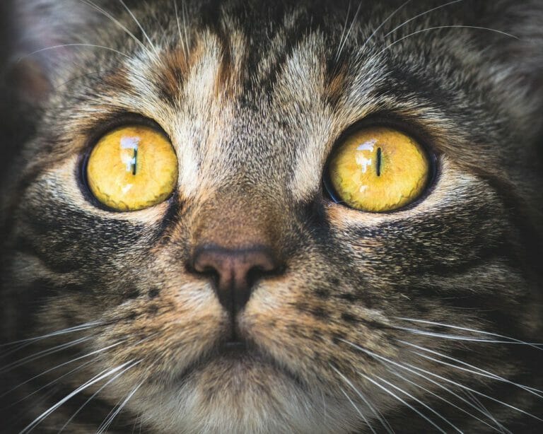 Schau mir in die Augen!