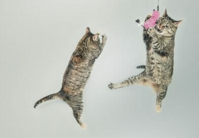Was Katze alles kann