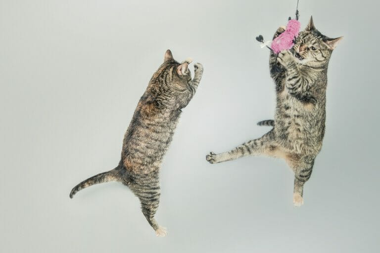 Was Katze alles kann