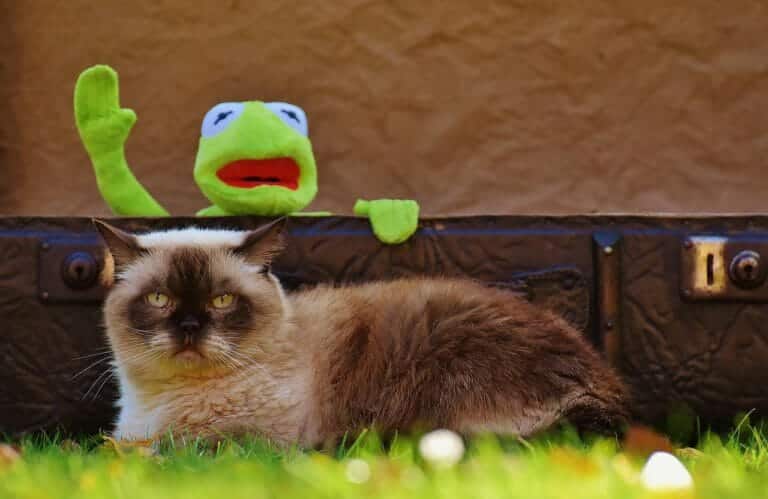 Haben Katzen Humor?
