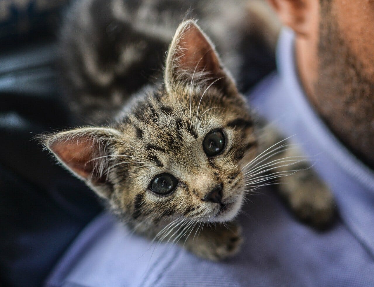 Pubertät bei Katzen Good4Pets.de