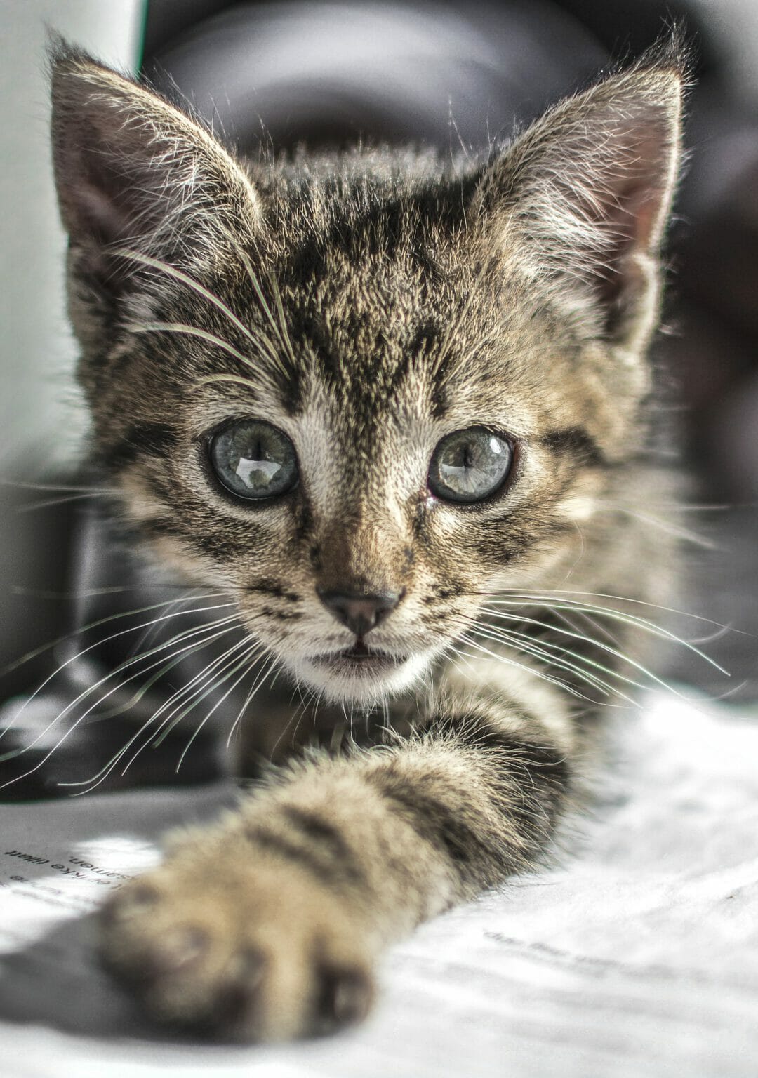 Pubertät bei Katzen Good4Pets.de