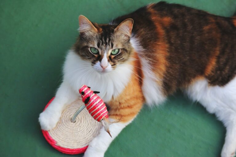 10 Tipps, die Seniorkatzen fit halten