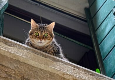 Stalker auf vier Pfoten