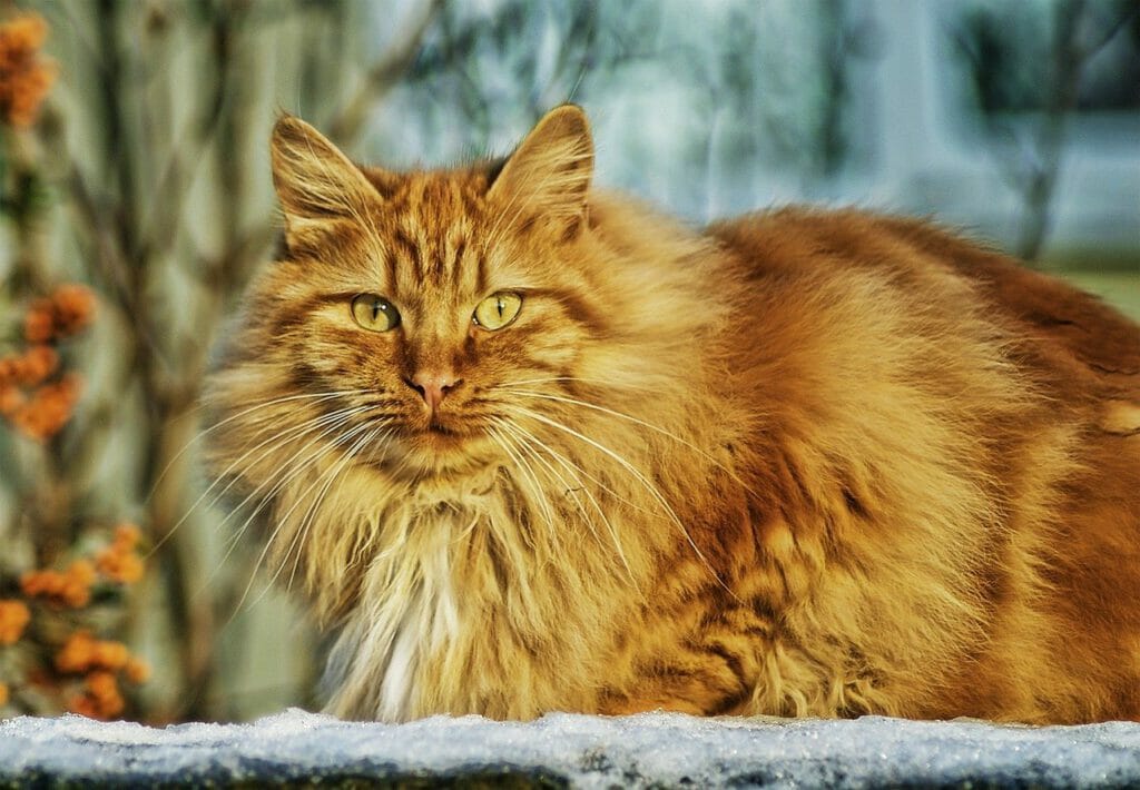 Die Katze in Urlaubsbetreuung geben - Vertrauenssache!