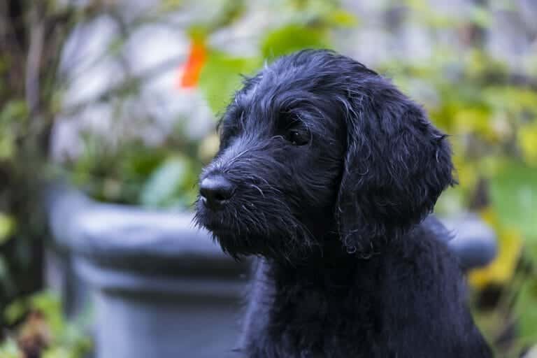 Der Labradoodle