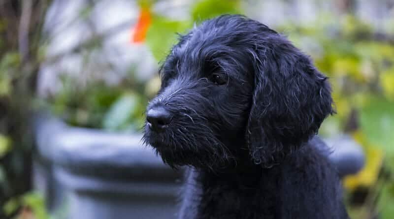 Der Labradoodle <span style='font-size:13px;'>| Mischlinge verstehen lernen!</span> 