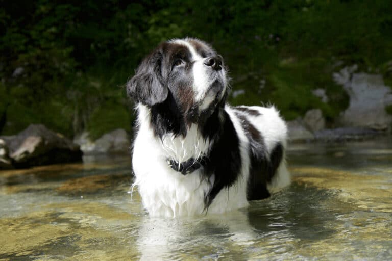 So ist der Landseer