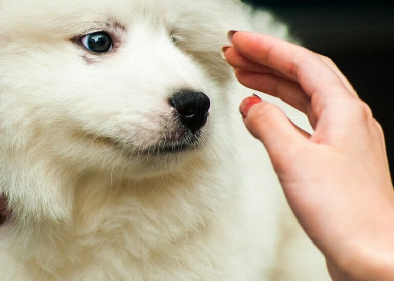 Hilfe – mein Hund will sich nicht anfassen lassen! 