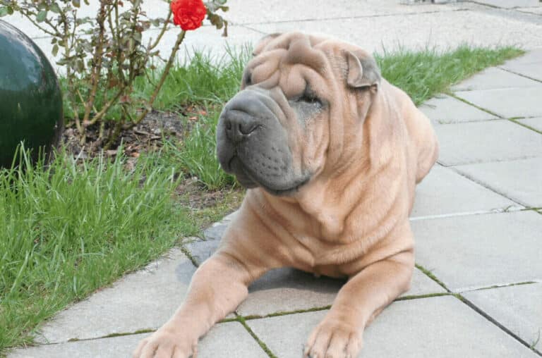 So ist der Shar-Pei