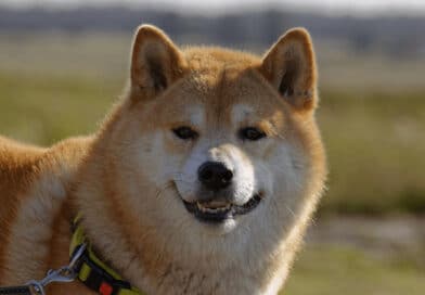 So ist der Shiba Inu
