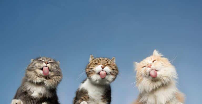 „Katzen sind einfach meine Leidenschaft.“