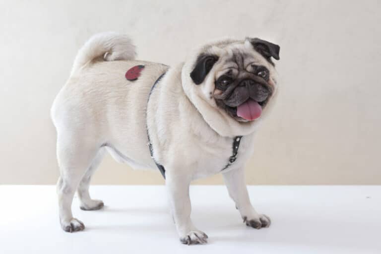 So schnell hätt´s gehen können …