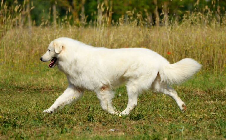 So ist der Maremmano