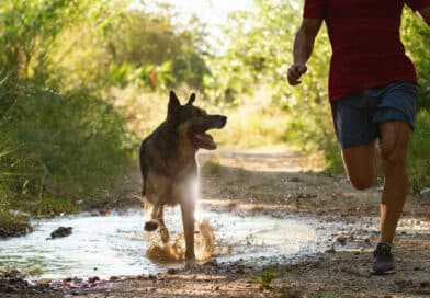 So können wir unsere Hunde besser verstehen
