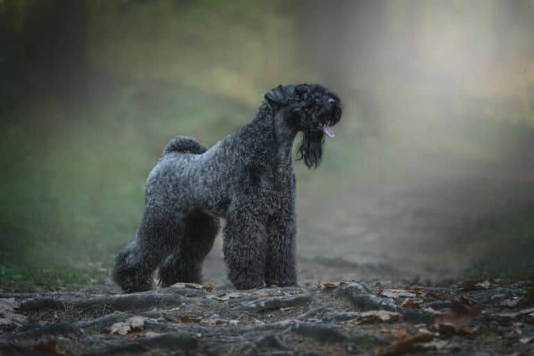 So ist der Kerry Blue Terrier
