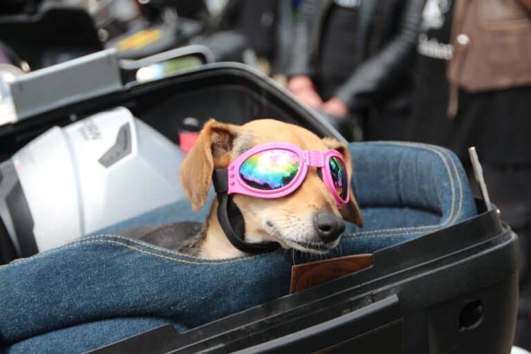 Mit Hunden auf dem Motorrad unterwegs