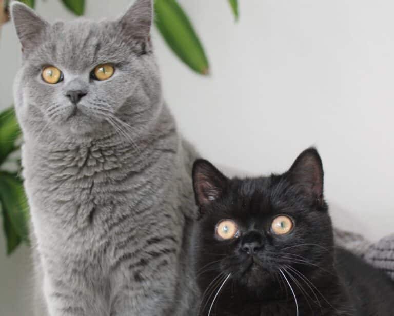 Carlos und Omar