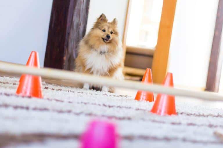 So wird die Wohnung zum Hunde-Fitnessraum