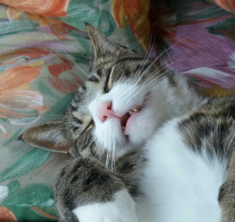 “Kiro ist der perfekte Schmusekater”